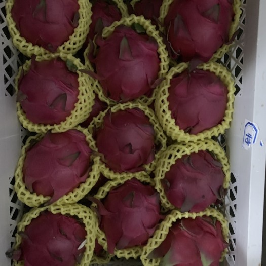 遂溪县 红心火龙果