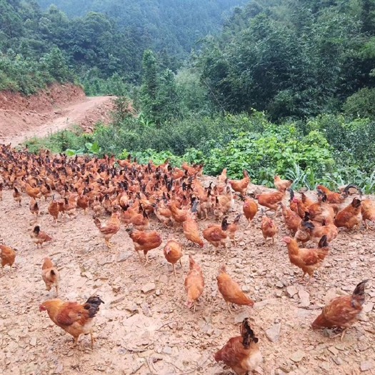  生态鸡，半圈放养，肉质鲜美