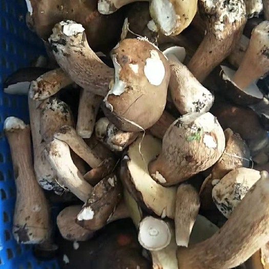 延吉市 东北野生牛肝菌大量鲜货 速冻干片批发