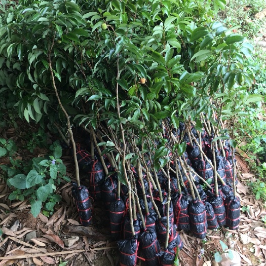 灵山县 白糖樱荔枝苗，地苗0.8到1公分以上
