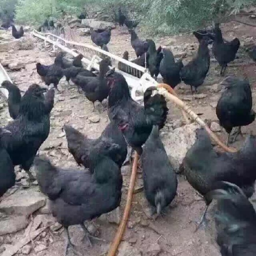 南宁五黑一绿鸡苗 统货