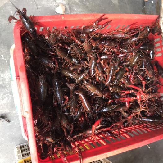 潜江小龙虾 四季有货，货源稳定