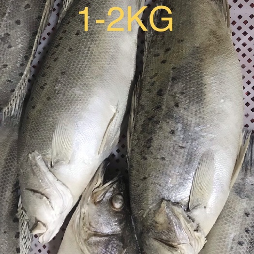青岛 鲈鱼