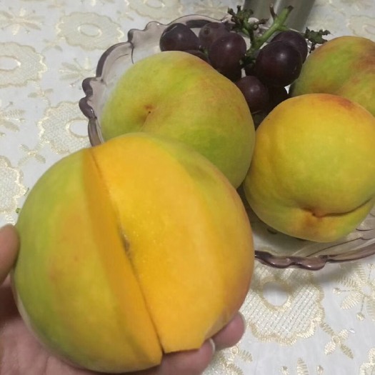 日照 自家大黄桃包甜