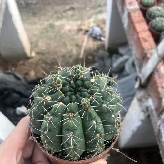 漳州 多肉植物   绯花玉基地批发