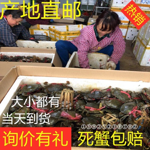 昆明 缅甸黑蟹 孟加拉蟹 青蟹 货源稳定量大从优