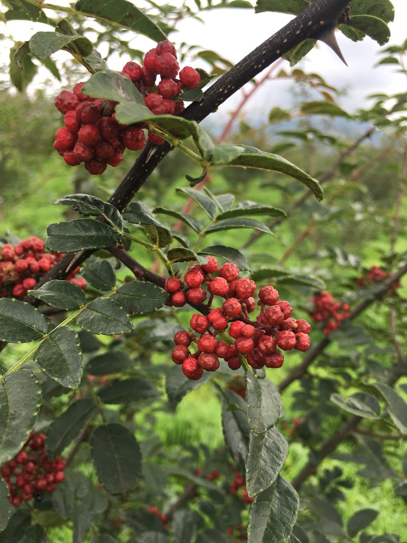 大凉山盐源高山花椒