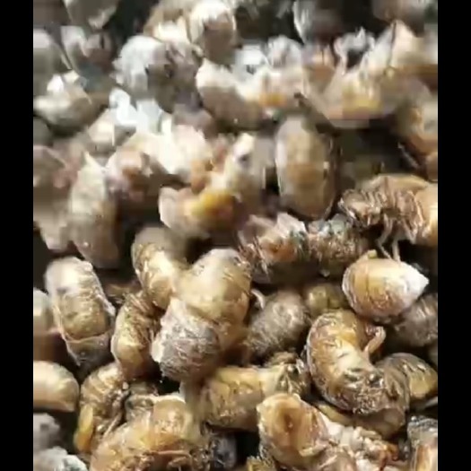 滨州 金蝉