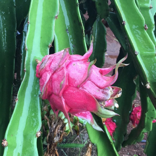 遂溪县 红心火龙果