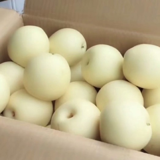 赵县皇冠梨 70mm以上 200-250g