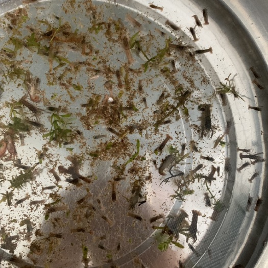 广州 澳洲小龙虾苗  澳龙虾苗