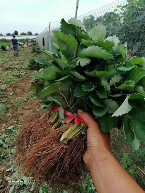 泰安章姬草莓苗 红颜草莓苗 奶油清香草莓苗自家育苗品种纯正