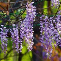 平邑县 紫藤花 紫藤花苗 爬藤植物 庭院