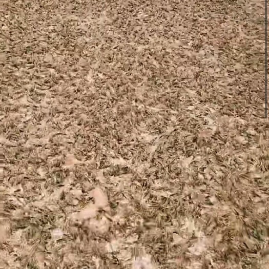 徐州 天然东亚飞蝗