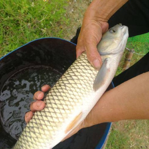江门 4大家鱼，草鱼为主