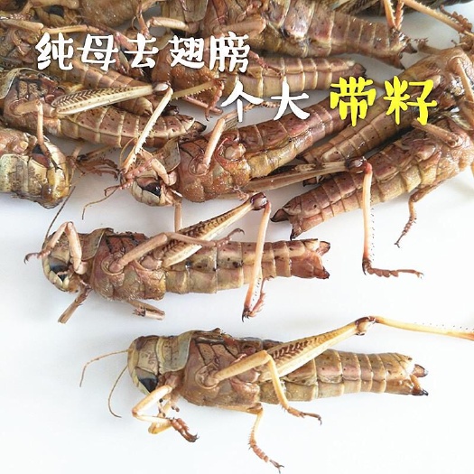 蒙阴县 纯母蚂蚱1斤装 2斤包邮活体速冻蚂蚱食用昆虫纯母蚂蚱蝗虫