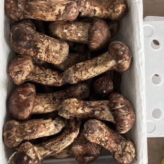 广州雅江松茸 5cm-7cm 鲜货 未开伞 