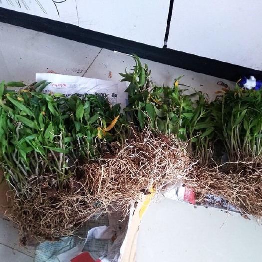 亳州正宗铁皮石斛种苗