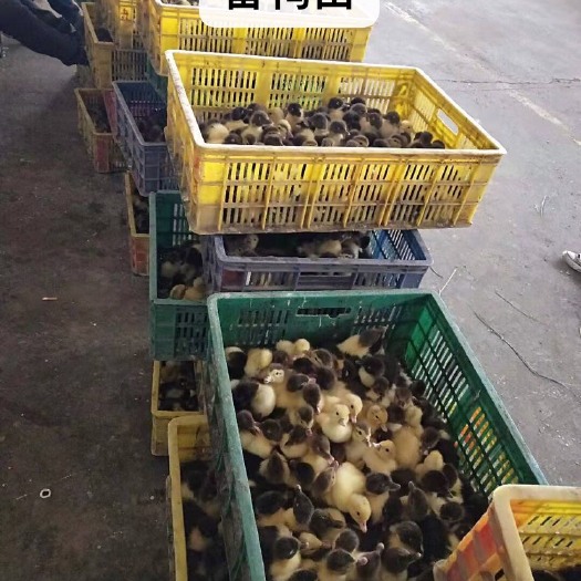 南宁番鸭苗