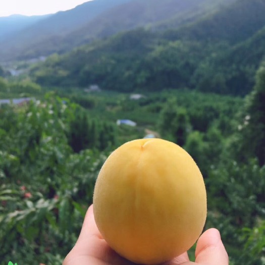 炎陵县炎陵黄桃 45mm以上 3 - 4两 