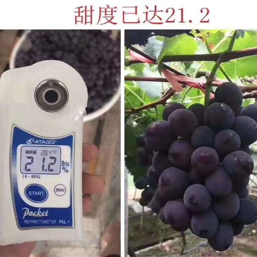 福安市高山葡萄  高山的糖度已经达到最好甜度
