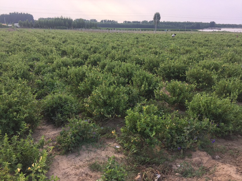  特级中草药材 金银花农户自种  品质高