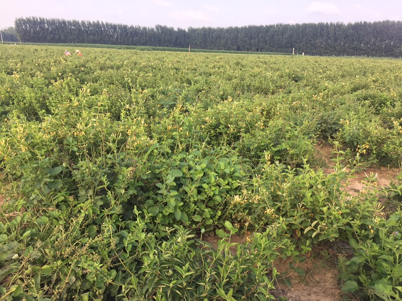  特级中草药材 金银花农户自种  品质高