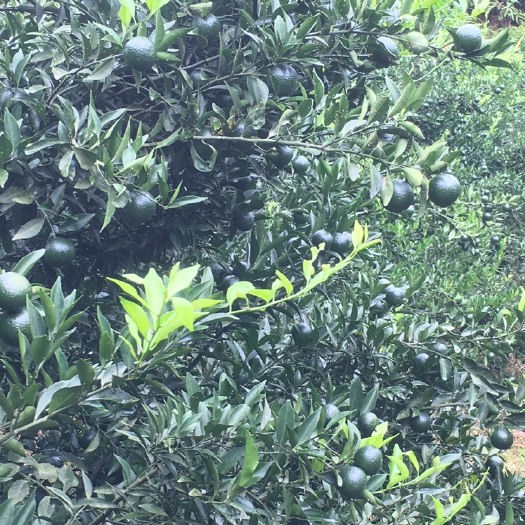 东源县茶枝柑 小青柑上市了，果靓，墨绿色，起油光，欢迎洽谈！
