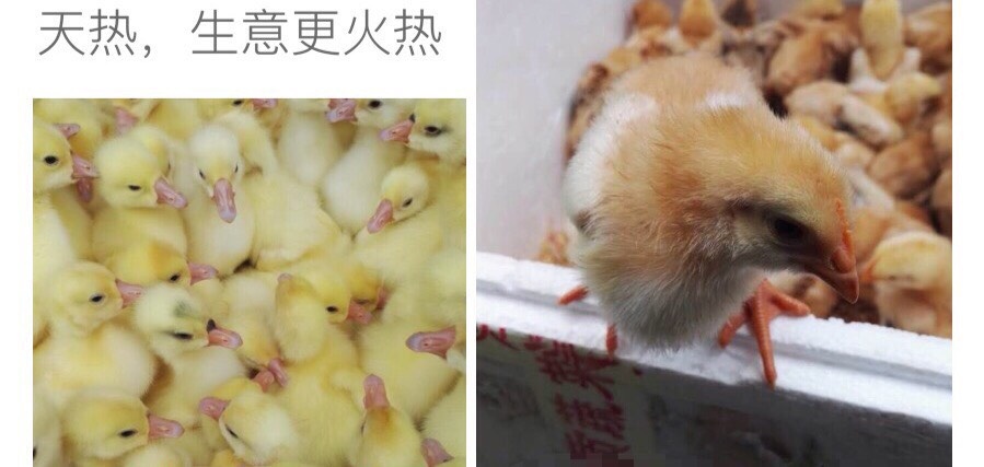 秀山土鸡苗 统货