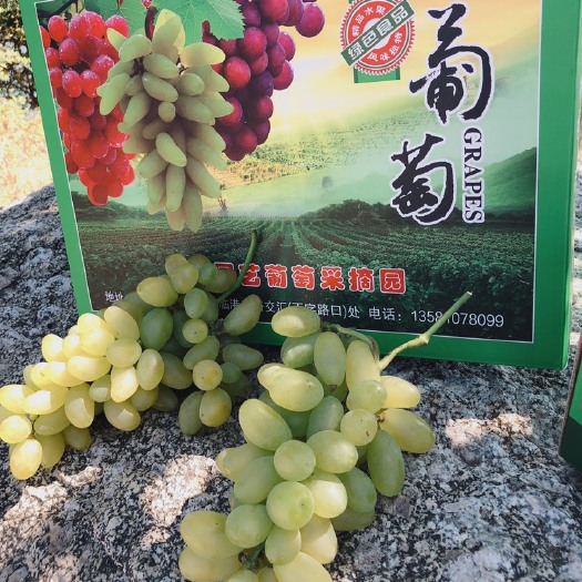 莒南县金手指葡萄 口感超好的金手指，自家农场种植，上品甄选，绿色有机，欢迎品尝