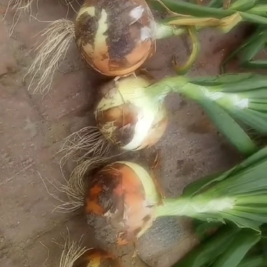 齐齐哈尔黄皮洋葱 7~8cm