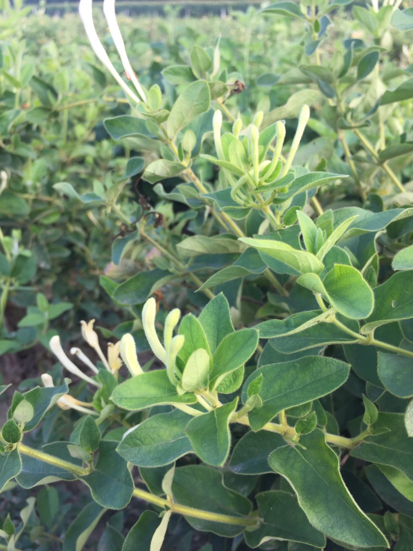  特级中草药材 金银花农户自种  品质高