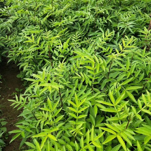 景东县 花椒苗