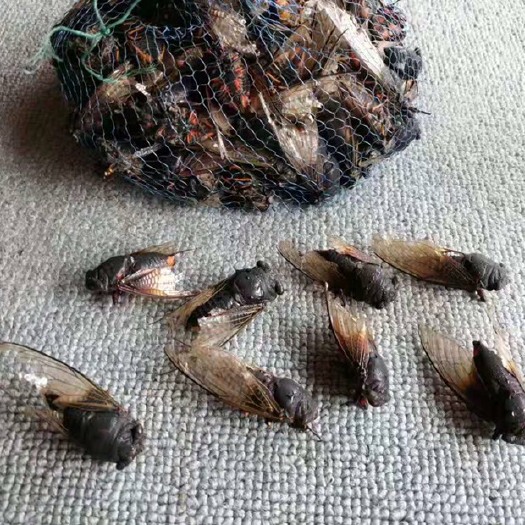 资阳金蝉