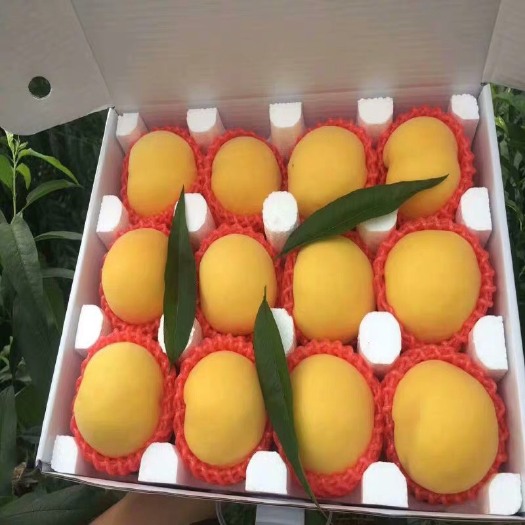 蒙阴县 纯甜锦绣黄桃蜜桃