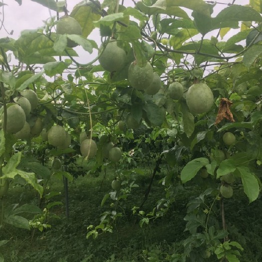 寻乌县 百香果