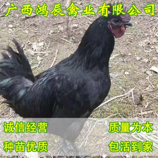 南宁五黑鸡苗 五黑一绿蛋鸡苗 出壳苗 包疫苗 运费 路损