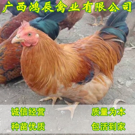 南宁 桂香土鸡苗