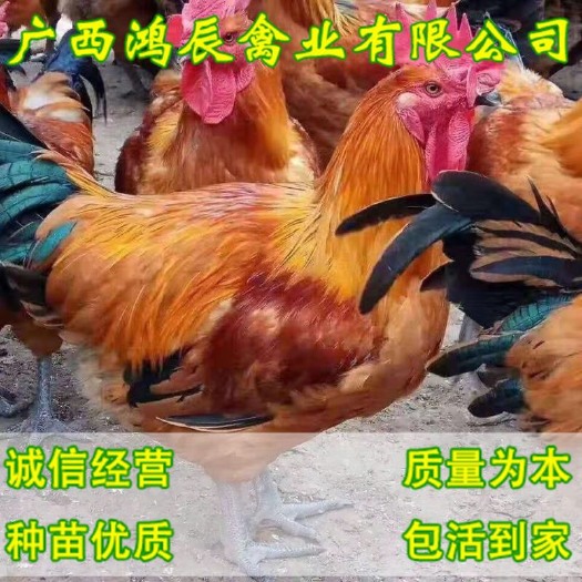 南宁 青脚麻鸡苗 包邮 包路损 包一针疫苗 包后期技术指导