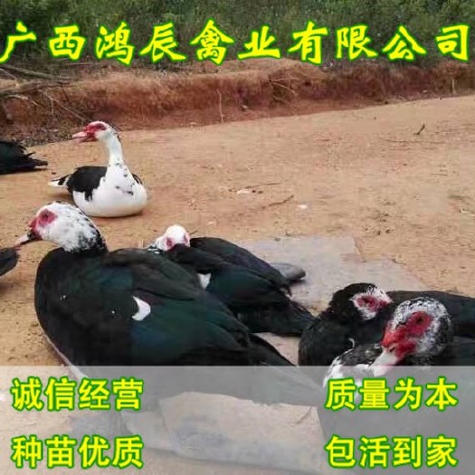 南宁 大种番鸭苗 黑番鸭苗 包路损 包一针疫苗