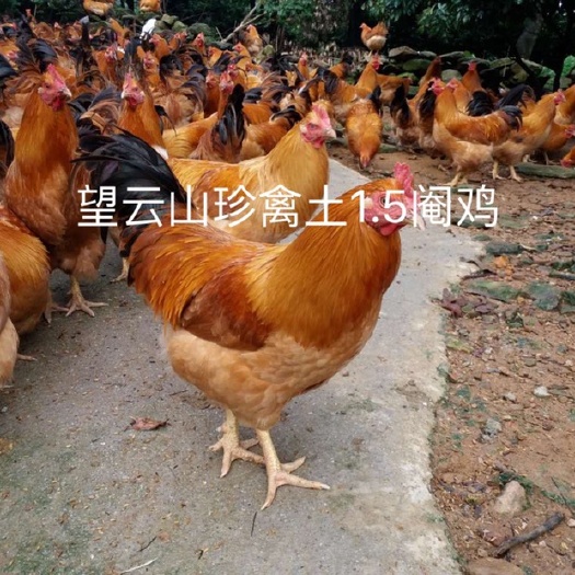 广州 黄土1.5号公鸡苗，成鸡长5斤左右，价格便宜，质量保证