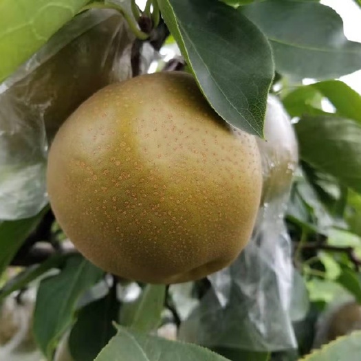 东海县 晚秋黄梨，接受预定