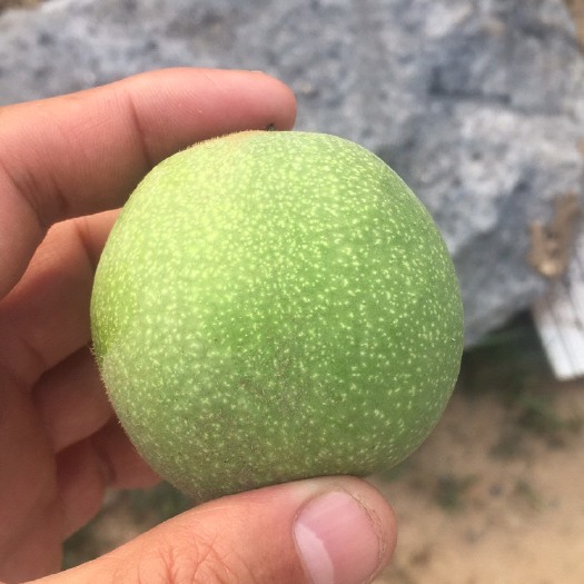 邢台青皮核桃 ，无农药。