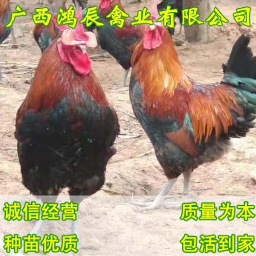 南宁瑶鸡苗 红瑶鸡苗 黑瑶鸡苗 包路损 包一针疫苗 包后期技术