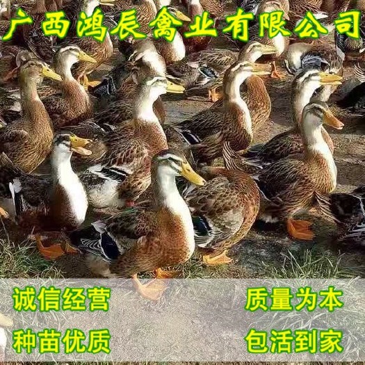 南宁 大种麻鸭苗 黄麻 正宗四点麻鸭苗 包路损 包一针疫苗