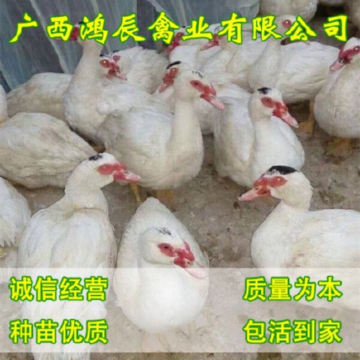 南宁 白番鸭苗，大种白番鸭苗。三包疫苗路损指导