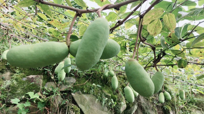 乐清市紫色一号八月瓜 200-300 种植