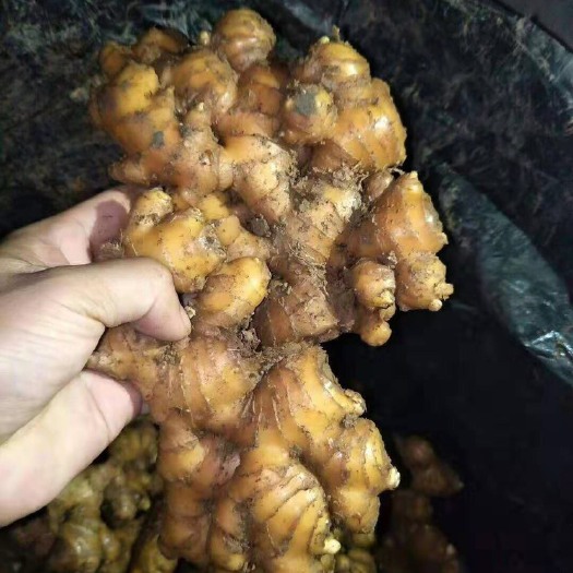 沂水县 精品小黄姜，货源充足