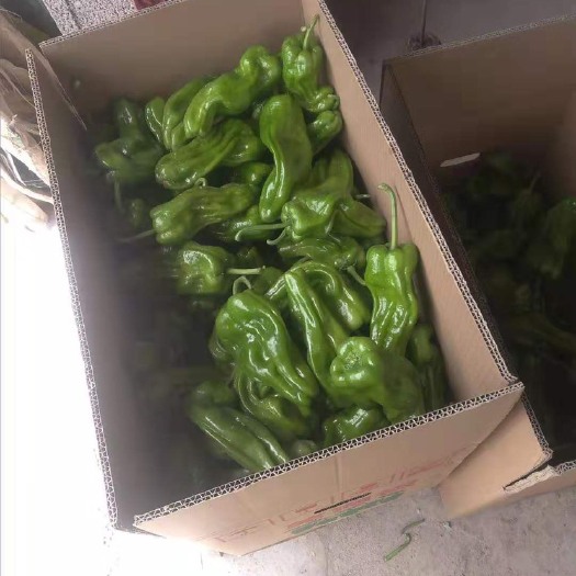 兴山县 湖北宜昌高山薄皮芜湖椒