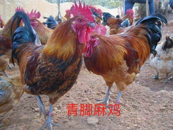 南宁青脚麻鸡苗 统货